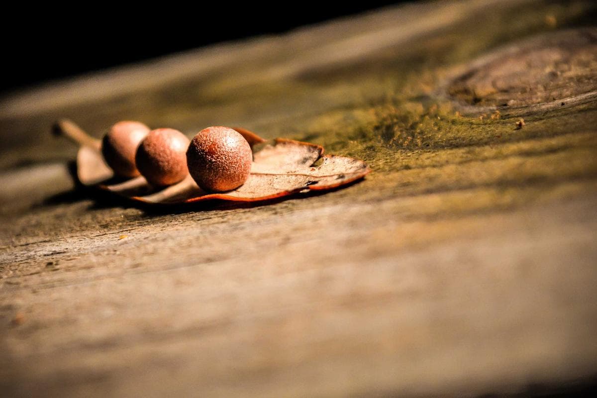 සංස්කෘතික මහෝත්සවය ලබන මාසයේ කොළඹදී පැවැත්වේ